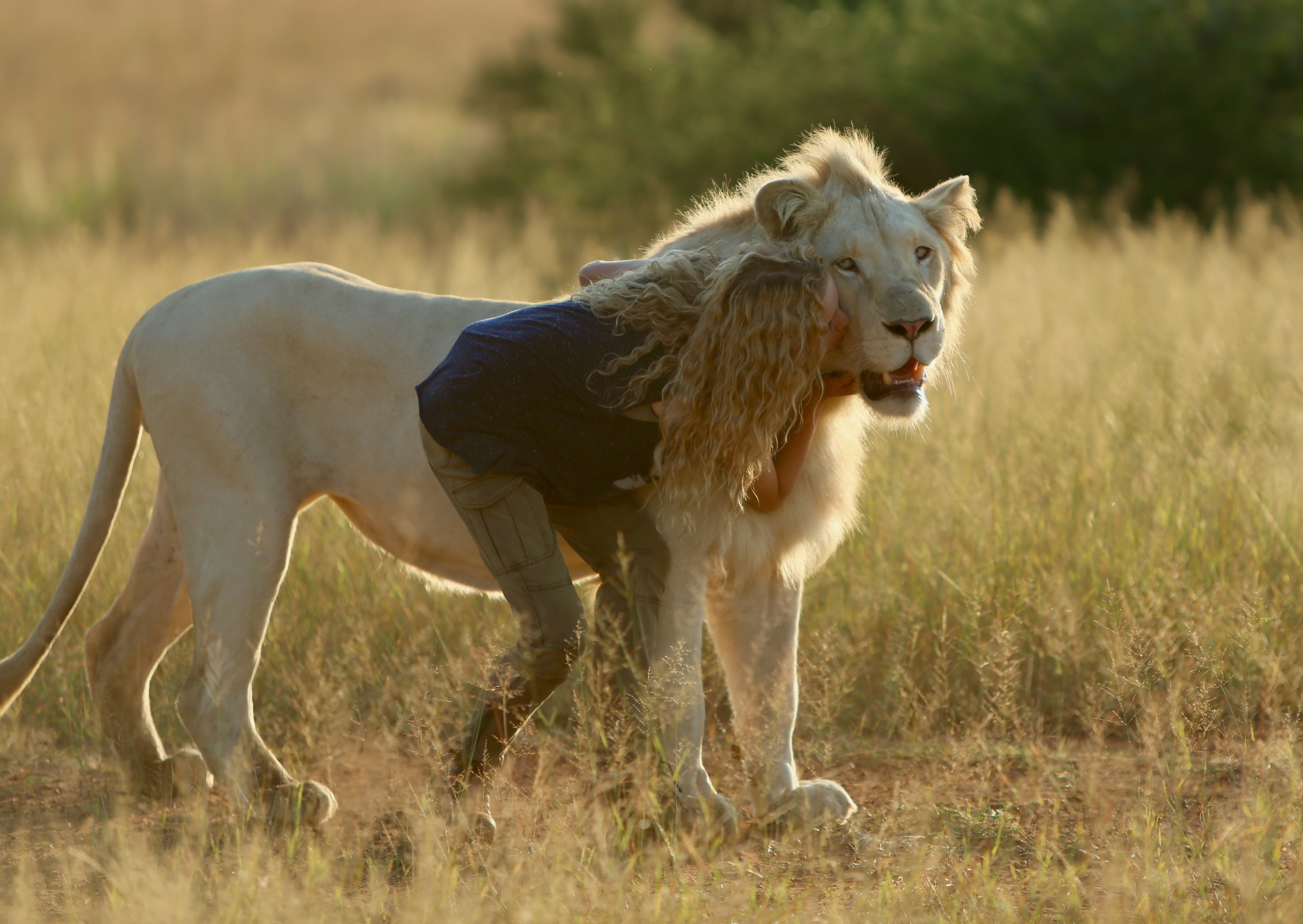 Der Weiße Löwe